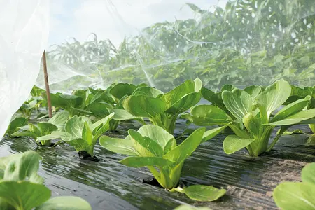 SOGO Insectengaas 2,1x4.5m - afbeelding 4