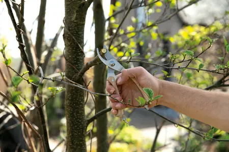 SOGO Snoeischaar met houten handvat - afbeelding 4