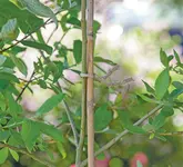 SOGO Twist draad 5m - afbeelding 3