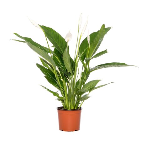 spathiphyllum bingo cupido