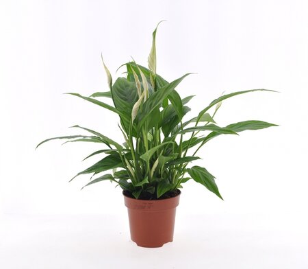 Spathiphyllum Torelli