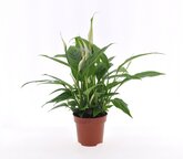 Spathiphyllum Torelli