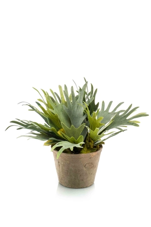 Staghorn fern x3 38cm in tc pot age