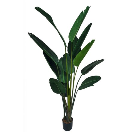 Strelitzia 180cm