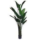 Strelitzia 245cm
