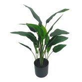 Strelitzia 78 cm met pot