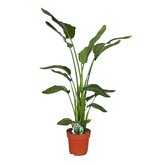 Strelitzia Nicolai 160cm hoog,