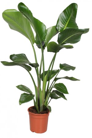 Strelitzia Nicolai 90cm hoog,