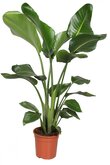 Strelitzia Nicolai 90cm hoog,