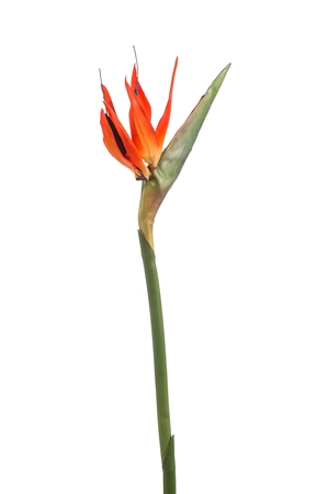 Strelitzia spray orange 85cm