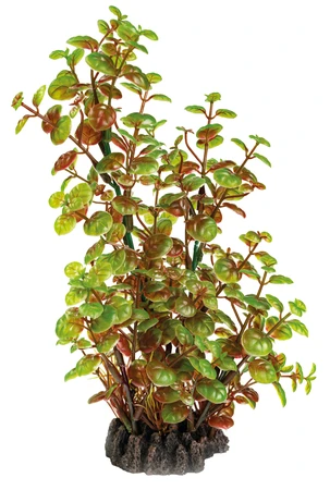 Superfish Artplant 25cm rotala 1Stuk