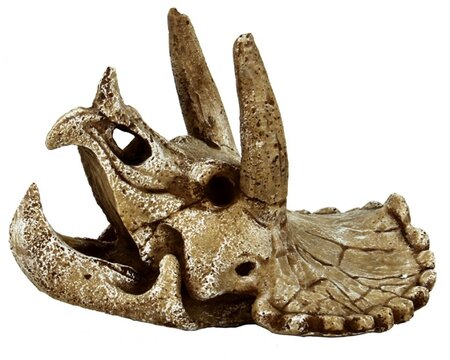 Superfish Skull Triceratops M