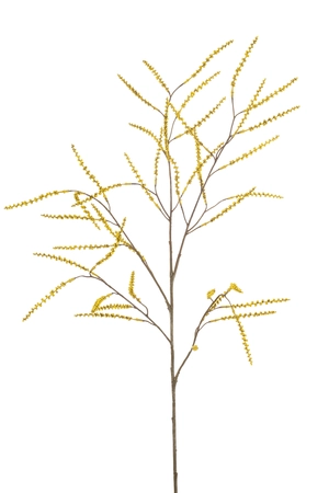 Tamarisk spray yellow 100cm