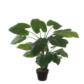 Taro in plastic pot groen - h90xd60cm