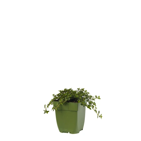 Thymus vulg. 'Tabor'