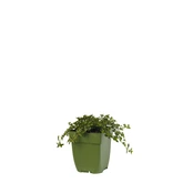 Thymus vulg. 'Tabor'