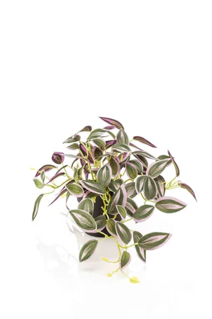 Tradescantia green/purple in pot 19cm