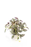 Tradescantia green/purple in pot 19cm