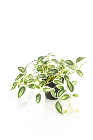 Tradescantia green/white in pot 19cm