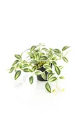 Tradescantia green/white in pot 19cm