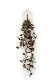 Tradescantia hanging bush green/burgundy 85cm