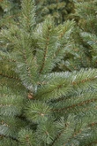 Triumph Tree Kunstkerstboom Forest Frosted slim groen - H 155 x Ø 86 cm - afbeelding 3