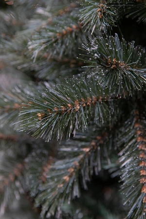 Triumph Tree Kunstkerstboom Forest Frosted slim newgrowth blauw - H 155 x Ø 86 cm - afbeelding 3
