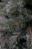 Triumph Tree Kunstkerstboom Forest Frosted slim newgrowth blauw - H 155 x Ø 86 cm - afbeelding 3