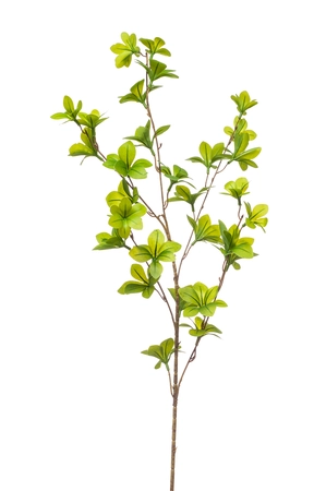 Tropaeolum spray green 90cm