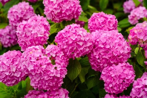 Tuinplanten