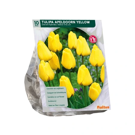 Tulipa Apeldoorn Geel, per 10 - afbeelding 2