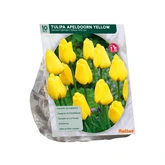 Tulipa Apeldoorn Geel, per 10 - afbeelding 2