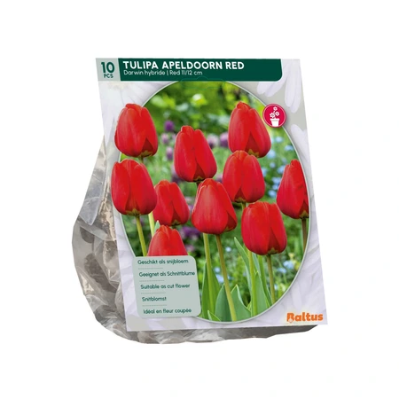 Tulipa Apeldoorn Rood, per 10 - afbeelding 2