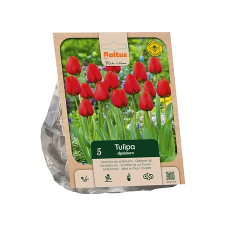 Tulipa Darwin Hybrid Apeldoorn per 5