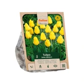 Tulipa Darwin Hybrid Golden Apeldoorn p5