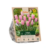 Tulipa Darwin Hybrid Light and Dreamy p5
