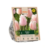 Tulipa Darwin Hybrid Ollioules per 5