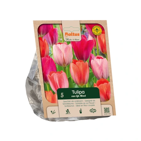 Tulipa Darwin Hybrid van Eijk Mixed p5