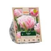 Tulipa Double Early Foxtrot per 5