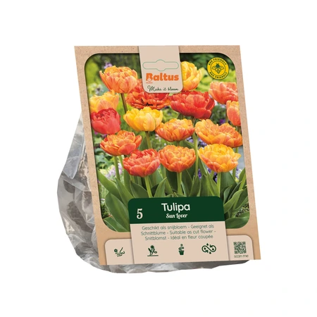 Tulipa Double Early Sunlover per 5