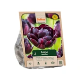 Tulipa Double Late Black Hero per 3