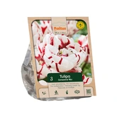 Tulipa Double Late Carnaval de Nice p3