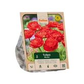 Tulipa Double Late Miranda per 5