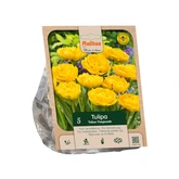 Tulipa Double Late Yellow Pompenette p5