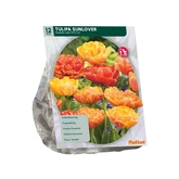 Tulipa Dubbel Laat Sunlover per 12