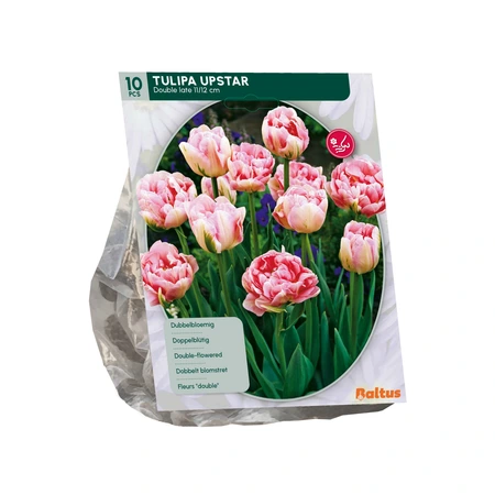 Tulipa Dubbel Laat Upstar per 10 - afbeelding 1