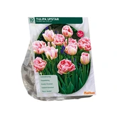 Tulipa Dubbel Laat Upstar per 10