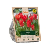 Tulipa Fosteriana Madame Lefeber per 5