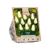 Tulipa Fosteriana Purissima per 5