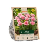 Tulipa Fosteriana Sweet Sixteen per 5
